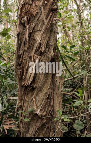 Tronco di corteccia larga, Melaleuca quinquenervia, Queensland, Australia Foto Stock