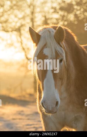 Ritratto di un bel cavallo belga da tiro in una mattina fredda d'inverno, illuminato lateralmente dall'alba luminosa Foto Stock