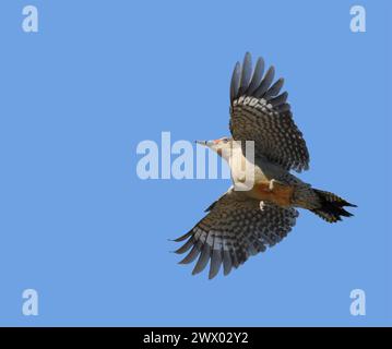 Picchio con panciotto rosso in volo, con ali aperte, contro il cielo blu; con spazio per le copie Foto Stock