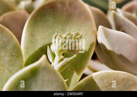 Particolare della pianta succulenta graptopetalum comune denominata pianta fantasma o madreperla con piccoli fiori, Foto Stock