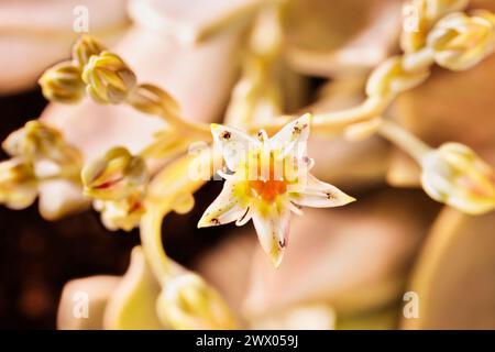 Particolare della pianta succulenta graptopetalum comune denominata pianta fantasma o madreperla con piccoli fiori, Foto Stock