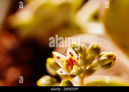 Particolare della pianta succulenta graptopetalum comune denominata pianta fantasma o madreperla con piccoli fiori, Foto Stock