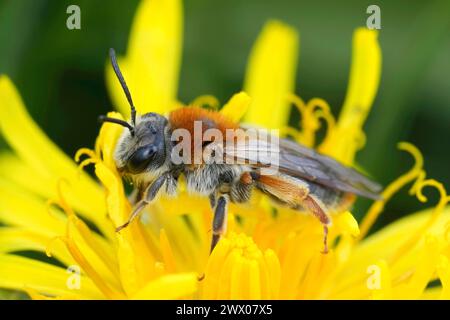 Primo piano naturale su una femmina di ape mineraria dalla coda rossa, Andrena hameorrhoa seduta su un fiore di dente di leone giallo Foto Stock