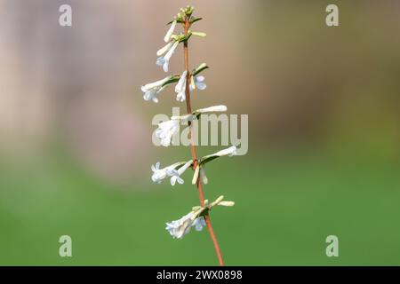 Primo piano di fiori di osmanthus delavayi in fiore Foto Stock