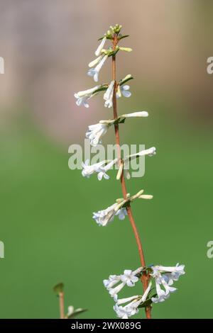 Primo piano di fiori di osmanthus delavayi in fiore Foto Stock