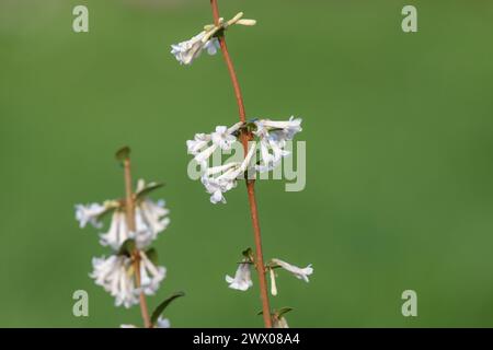 Primo piano di fiori di osmanthus delavayi in fiore Foto Stock