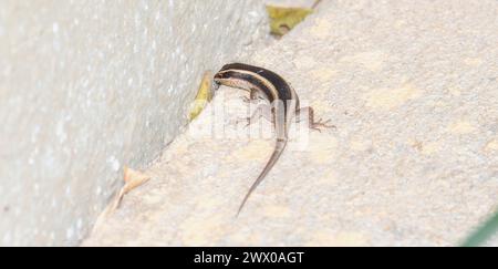 Una striata di Trachylepis Skink a righe africane in Sud Africa seduta sul lato di una parete testurizzata, crogiolandosi alla luce del sole. In Sud Africa. Foto Stock