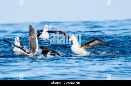 Un Albatross Thalassarche melanophris con sopracciglia nera che decolla dalla superficie dell'oceano in Sud Africa. Foto Stock