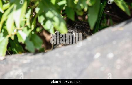 Un gufo aquila maculato africano, bubo africanus ssp. africanus, si sta cautamente sbirciando da dietro un cespuglio nel suo habitat naturale. In Sud Africa. Foto Stock