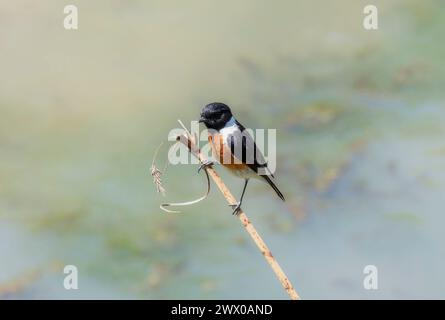 Un piccolo uccello africano Stonechat Saxicola torquatus in Sud Africa con piumaggio nero e arancione arroccato su un ramo d'albero, su uno sfondo sfocato Foto Stock