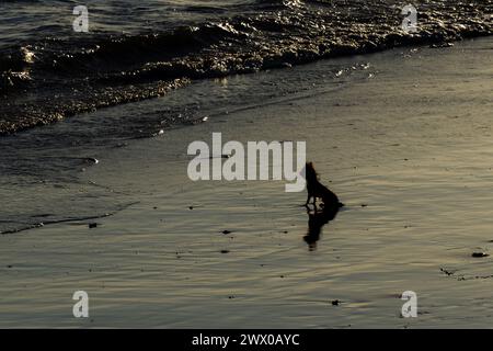 Un piccolo cane, in silhouette, guarda il suo proprietario dalla spiaggia. Animale fedele Foto Stock