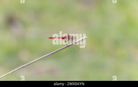 Un'ampia dragonfly scarlatta Crocothemis erythraea in Sud Africa si trova in cima a un bastone nel suo habitat naturale. Foto Stock