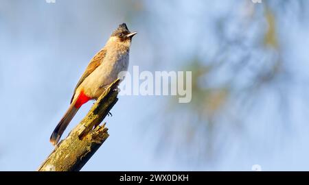 Un Bulbul di whisky rosso (Pycnonotus jocosus) arroccato su un ramo contro il cielo blu a Pattaya, Thailandia Foto Stock