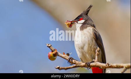 Un Bulbul di whisky rosso (Pycnonotus jocosus) arroccato su un ramo contro il cielo blu a Pattaya, Thailandia Foto Stock