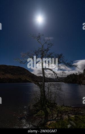 Un albero solitario sulla riva di Ullswater nel Lake District inglese in una notte al chiaro di luna Foto Stock