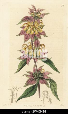 Balsamo macchiato, orseminto o monarda maculata, Monarda punctata. Nativo del Nord America, prelevato da un esemplare del vivaio scozzese James Lee e del vivaio di Lewis Kennedy, Hammersmith. Incisione a mano su lastra di rame di P.W. Smith dopo un'illustrazione botanica di Sydenham Edwards dal suo Botanical Register, J. Ridgeway, Londra, 1816. Foto Stock
