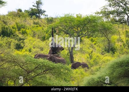 Elefanti africani che mangiano da un albero in Uganda Foto Stock