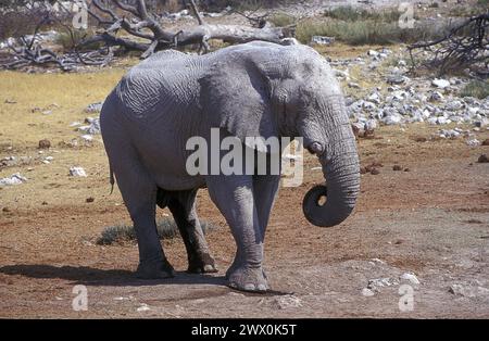 Elefanti africani maschi nel Parco Nazionale di Etosha in Namibia Foto Stock