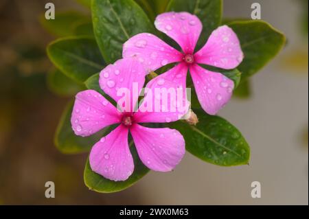 Magenta periwinkle, vinca (Catharanthus), fiore di giglio rosa 1 Foto Stock