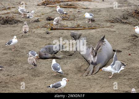 La foca elefante appena nata e la madre sulla costa californiana durante la loro stagione riproduttiva Foto Stock