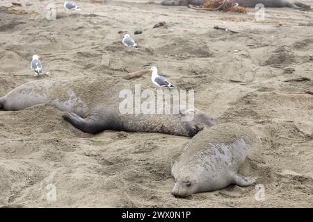 Le foche degli elefanti si radunano sulla costa della California durante la loro stagione riproduttiva Foto Stock