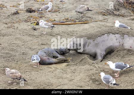 La foca elefante appena nata e la madre sulla costa californiana durante la loro stagione riproduttiva Foto Stock