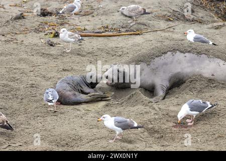 La foca elefante appena nata e la madre sulla costa californiana durante la loro stagione riproduttiva Foto Stock