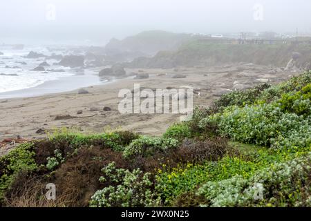 Le foche degli elefanti si radunano sulla costa della California durante la loro stagione riproduttiva Foto Stock