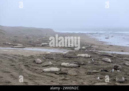 Le foche degli elefanti si radunano sulla costa della California durante la loro stagione riproduttiva Foto Stock