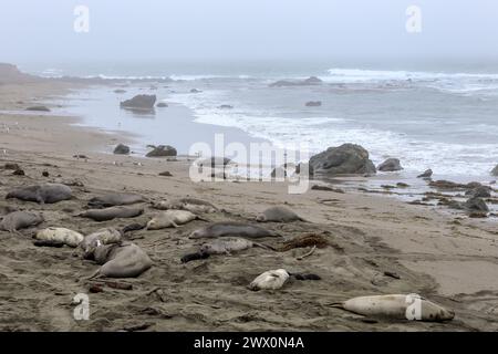 Le foche degli elefanti si radunano sulla costa della California durante la loro stagione riproduttiva Foto Stock