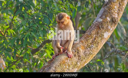 Singolo macaco immaturo dalla coda di maiale del Nord (Macaca leonina) su un albero nel parco nazionale di Khao Yai in Thailandia Foto Stock