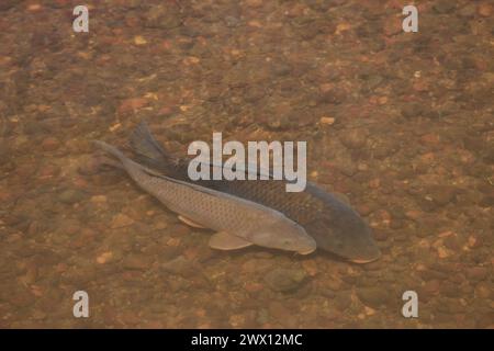 Un paio di carpe di koi selvatici che nuotano in un fiume limpido, Hokkaido, Giappone Foto Stock