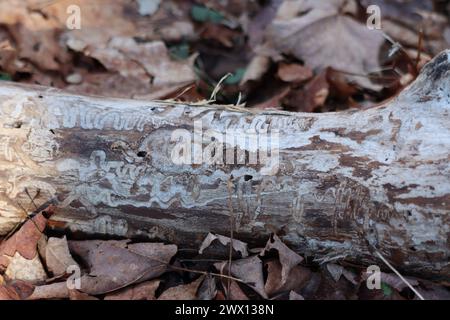 Segni di scarabeo di corteccia su un albero caduto Foto Stock