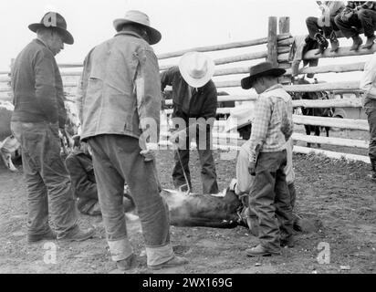 Cowboy in un ranch del Wyoming con il marchio di un vitello in primavera, circa anni '1940 Foto Stock