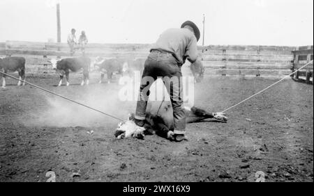 Cowboy che porta un vitello in un ranch del Wyoming, California. 1940 o 1950 Foto Stock