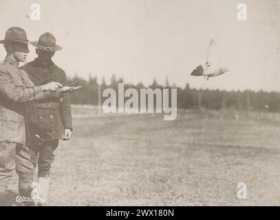 Un soldato con la sezione Signal Corps Pigeon rilascia un piccione portante nel volo CA. 1917-1919 Foto Stock