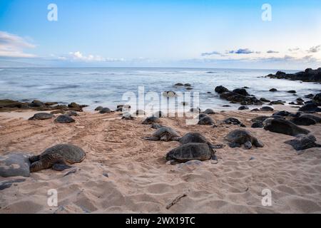 Tartarughe marine verdi, Chelonia mydas (specie minacciata), crogiolarsi sulla spiaggia di ho'okipa Beach Park, Hana Highway, East Maui, Hawaii, USA, oceano Pacifico Foto Stock