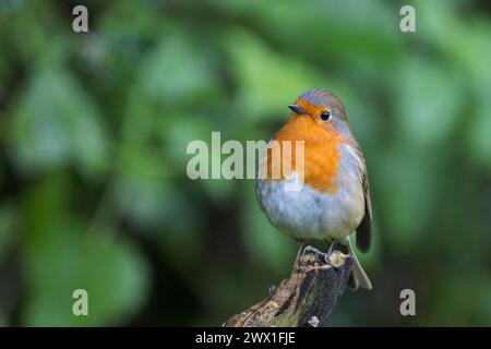 Robin europeo [ erithacus rubecula ] su ceppo di legno Foto Stock