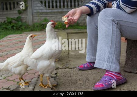 la donna nutre i giovani polli del villaggio Foto Stock