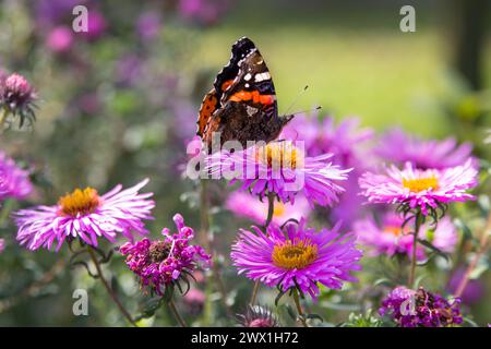 la farfalla si trova sui fiori del viola autunnale Foto Stock
