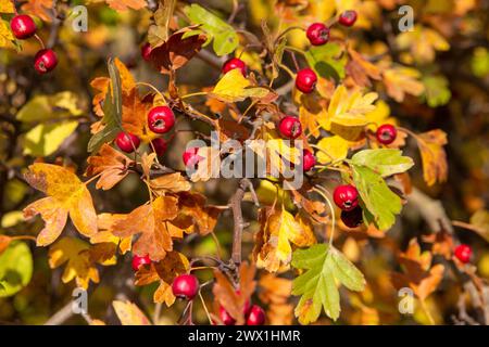 Bacche mature Crataegus in autunno con foglie gialle Foto Stock