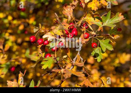 Bacche rosse di biancospino sul ramo con foglie gialle. Copia spazio Foto Stock