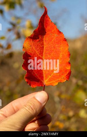 nelle mani maschili tiene la foglia rossa autunnale Foto Stock