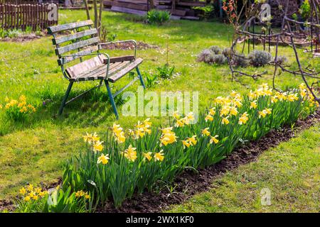 blühende Narzissen Narcissus und Sitzbank in einem Kleingarten, Stolpen, Sachsen, Deutschland *** Narcissus Narcissus in fiore e panca in un allotme Foto Stock