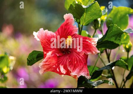Hibiscus rosa-sinensis, noto come hibiscus cinese, rosa cinese, hibiscus hawaiano, malva rosa e pianta scura, specie di fiori di ibisco tropicale Foto Stock