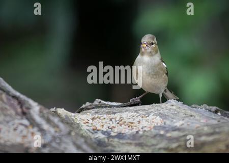 Un primo piano di uno zaffinch femminile, Fringilla coelebs, mentre si sta nutrendo. Ha un seme nel becco Foto Stock