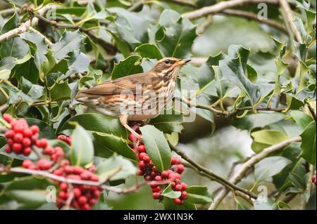 Spinte rosse che si nutrono di bacche di holly a Hampstead Heath durante l'inverno. Londra, Inghilterra, Regno Unito. Foto Stock
