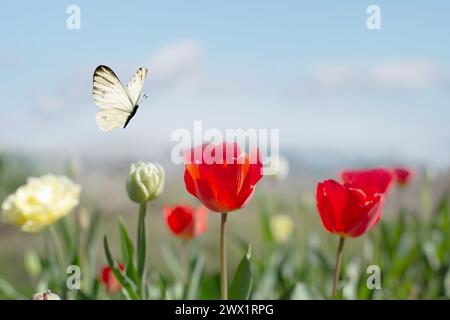 una farfalla bianca vola libera tra i fiori in una giornata di primavera assolata Foto Stock