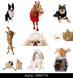 Collezione con diversi animali domestici: Cani, gatti, conigli, cavalli e pesci Foto Stock