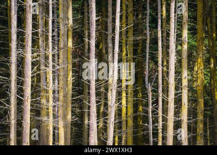 Il Treeline al Fort Ebey State Park nello stato di Washington, Stati Uniti Foto Stock